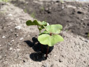 新芽が出てきました！